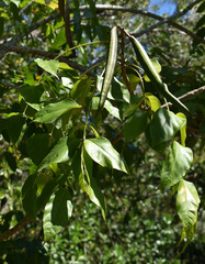 Dolichandrone spathacea
