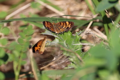 Phyciodes tharos