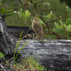 Anthus nilghiriensis