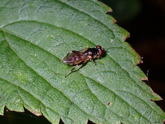 Chalcosyrphus metallicus