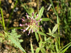 Trifolium obtusiflorum
