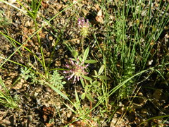 Trifolium obtusiflorum