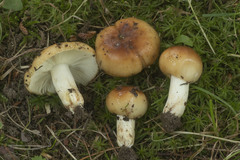Russula foetentula