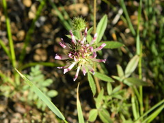 Trifolium obtusiflorum