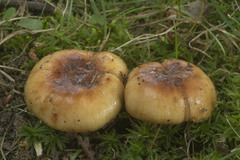 Russula foetentula