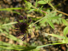 Trifolium obtusiflorum