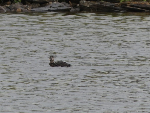 Common Scoter