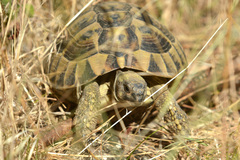 Testudo hermanni