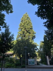 Sequoiadendron giganteum