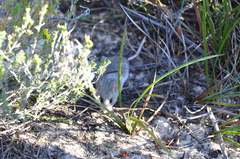 Pseudomys apodemoides