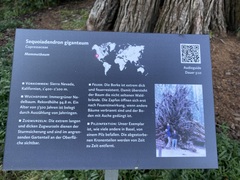 Sequoiadendron giganteum