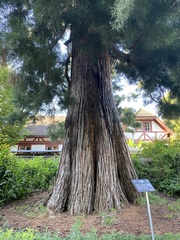 Sequoiadendron giganteum