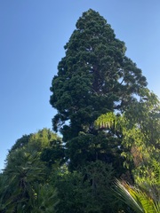 Sequoiadendron giganteum