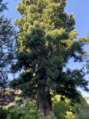 Sequoiadendron giganteum