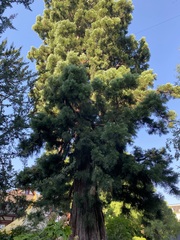 Sequoiadendron giganteum