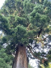 Sequoiadendron giganteum