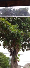 Terminalia catappa
