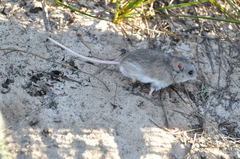 Pseudomys apodemoides