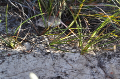 Pseudomys apodemoides