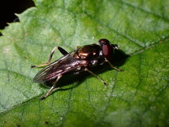 Chalcosyrphus metallicus