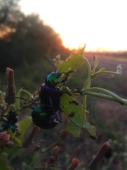 Chrysochares asiaticus