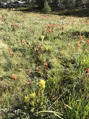 Castilleja peirsonii