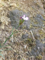 Dianthus seguieri