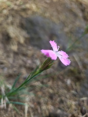 Dianthus seguieri