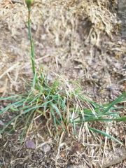 Dianthus seguieri