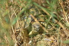 Testudo hermanni