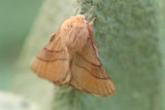 Malacosoma neustria