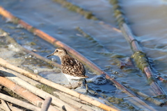 Calidris minutilla