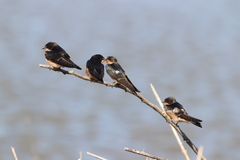 Hirundo rustica