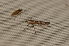 Caloptilia populetorum