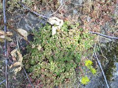 Sedum oreganum
