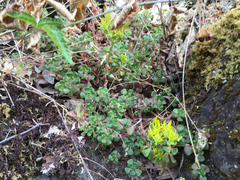Sedum oreganum