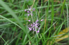Allium carinatum