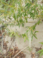 Agropyron dasyanthum