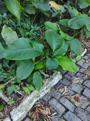 Goeppertia cylindrica