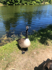 Branta canadensis