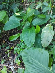 Goeppertia cylindrica
