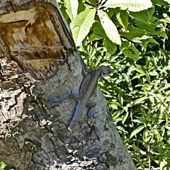 Laudakia tuberculata