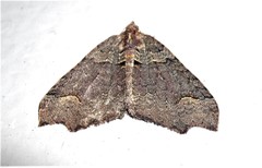 Austrocidaria parora