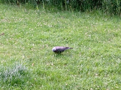 Columba palumbus