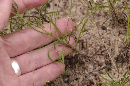 Image of Pityopsis pinifolia by (c) Eric Knight, some rights reserved (CC BY)