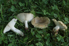 Russula pectinatoides