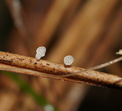 Panellus minimus