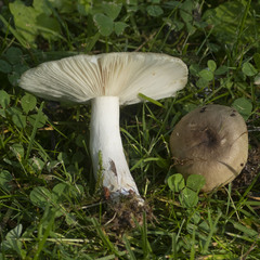 Russula pectinatoides