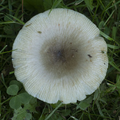 Russula pectinatoides