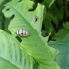 Meristata spilota